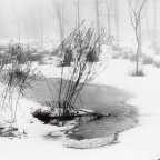 野草 Weeds (6877 visits) 野草,美国北安多弗
Weeds,
North Andover, USA
银盐纸基
Gelatin Silver Print 38.3×38... 野草 Weeds