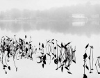 朦胧倒影  Misty Reflections